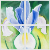 Blue & White Iris, 2006, oil on canvas, 48" x 48", 4 panels