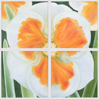 BWhite & Orange Daffodil, 2006, oil on canvas, 48" x 48", 4 panels