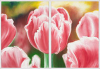 Red & White Tulip, 2006, oil on canvas, 36" x 48", 2 panels