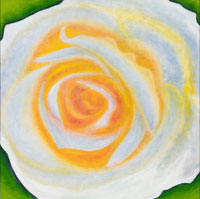 White & Yellow Rose, 2006, oil on canvas, 30" X 30"